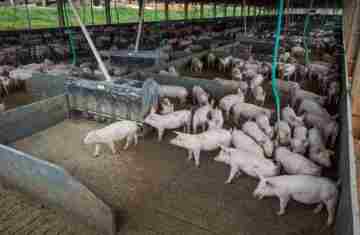  Produção de carne suína e de frango terá volume recorde em 2026 